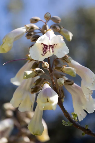 Flores Blancas Paulownia Elongata Que Florecen Parque Primavera — Foto de Stock