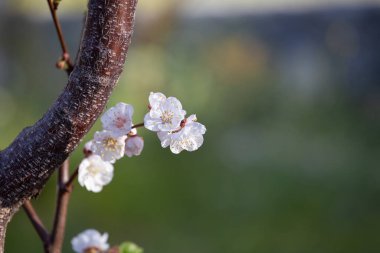 Bahar zamanı kayısı çiçeği açan ağaç. Sakura dalı.