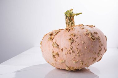 Beyaz arkaplanda bir Galeux d 'Eysines Balkabağı yadigarı.