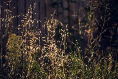 Uzun otlar gün ışığında tohum vermeye gitti.