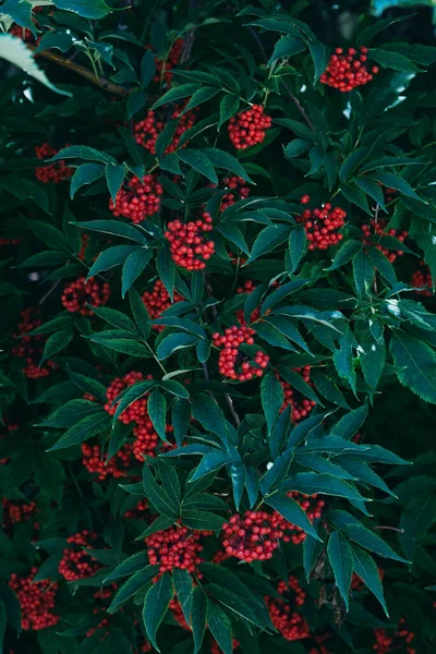 Red Berried Elder Arbusto Árvore Folhas Bagas Textura — Fotografia de Stock