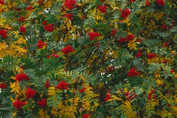 Rowan Levelei Bogyói Hegyi Kőrisfa Textúra Ősszel Sorbus Aucuparia — Stock Fotó