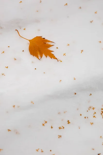 Winzige Gelbe Samen Und Ein Blatt Schnee Winterkonzept Textur — Stockfoto