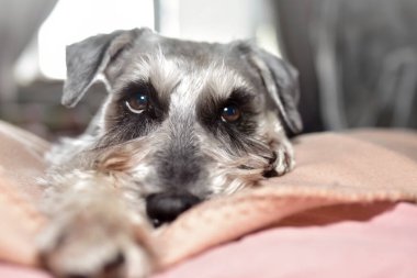 Schnauzer köpeği yatakta yatıyor. Köpek yatakta uzanmış nazik gözlerle bakıyor. Tatlı gözlü şirin bir köpek..