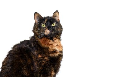 İzole edilmiş beyaz arka planda sarı gözlü üç renkli bir kedinin portresi. Şirin kaplumbağa kabuklu kedi. Kaplumbağa kabuklu kedi oturuyor ve kameraya bakıyor..