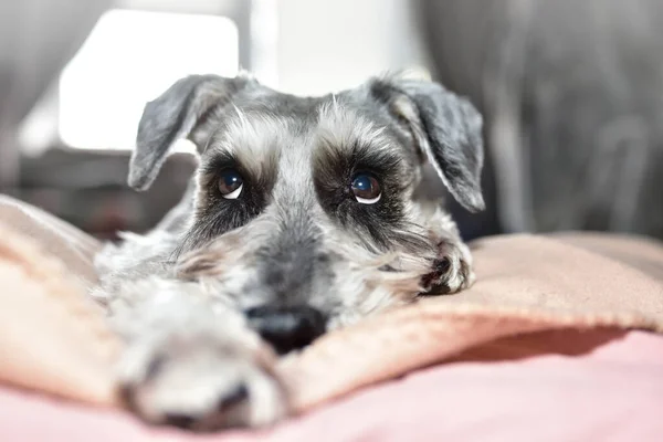 Grå Hund Schnauzer Rasen Tittar Försiktigt Upp När Ligger Sängen — Stockfoto