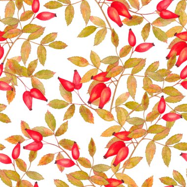 Sonbahar gül kalçalarının suluboya desenleri