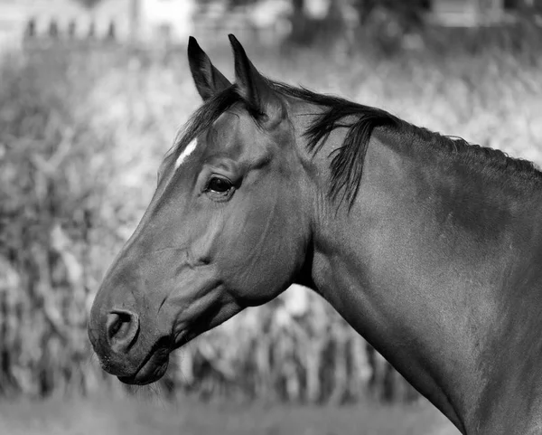 horse head in side profile photographed black and white monochrome in front of natural landscape. daytime without people. portrait