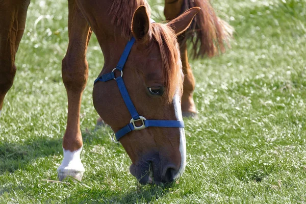 Muskularna Brązowo Czerwona Głowa Konia Niebieską Uzdą Sfotografowana Prawej Stronie — Zdjęcie stockowe