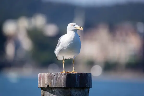 büyük beyaz-mavi deniz martı sarı gözleri ahşap bir direğin üzerinde duruyor ve avını arıyor sudaki balıklar gün ışığında arka planda bulanıklaşıyor