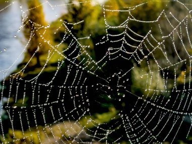 Örümcek ağında sabah çiği.