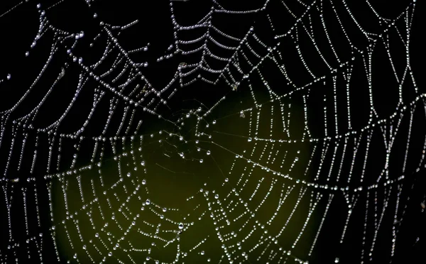 Morgentau Auf Dem Spinnennetz — Stockfoto