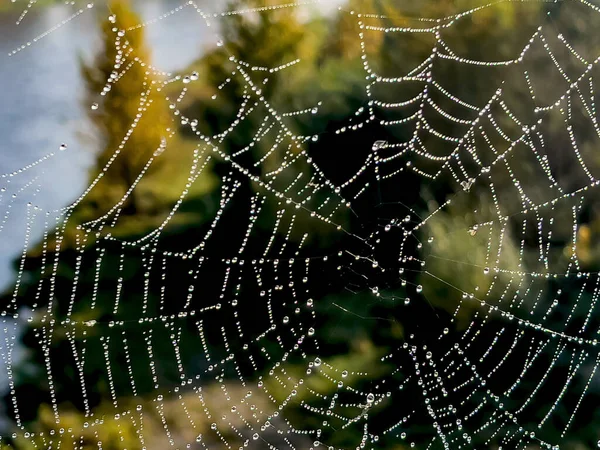 Πρωινή Δροσιά Στον Ιστό Της Αράχνης — Φωτογραφία Αρχείου