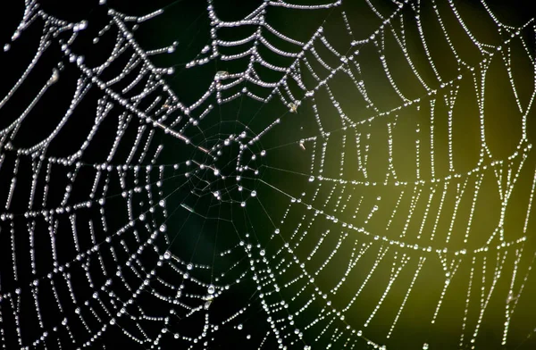 stock image Morning dew on the cobweb.