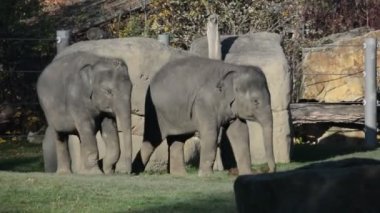 Elephants enjoy a warm autumn day. Relaxing stock video footage.