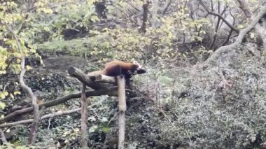 Beautiful red panda. The world of animals. Relaxing stock video footage.