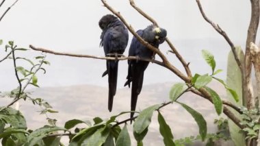 Two parrots in love. Beautiful parrots. Parrots sit on branches and have fun. Relaxing stock video footage.