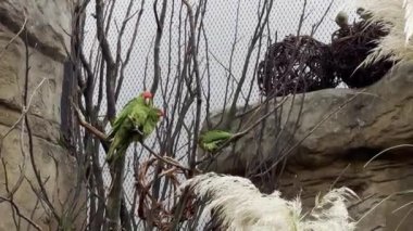Beautiful parrots. Parrots sit on branches and have fun. Relaxing stock video footage.