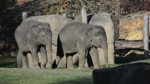 Elephants Enjoy Warm Autumn Day Relaxing Stock Video Footage — Vídeo de stock