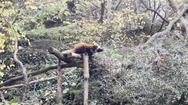 Прекрасна Червона Панда Світ Тварин Розслабляючі Відеозаписи Складі — стокове відео