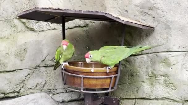 Прекрасные Попугаи Красивые Попугаи Едят Наслаждаются Попугай Ест Смотрит — стоковое видео