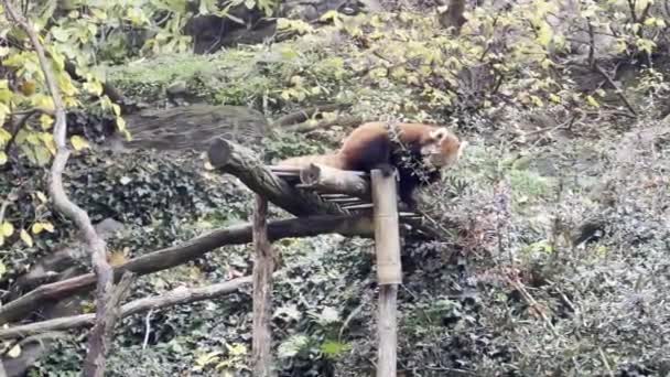 Beautiful Red Panda World Animals Relaxing Stock Video Footage — Vídeo de Stock