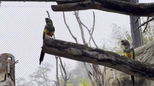 Beautiful Parrots Parrots Sit Branches Have Fun — Stock Video