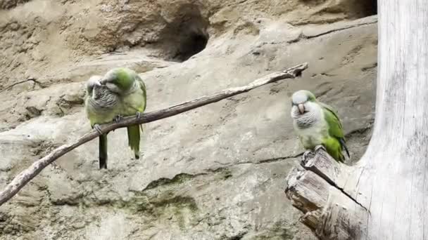 Two Parrots Love Kissing Courting Each Other Beautiful Parrots Parrots — Stockvideo