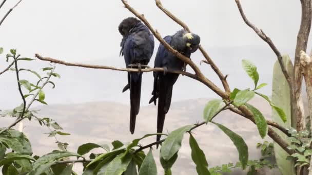 Два Папуги Закохані Прекрасні Папуги Папуги Сидять Гілках Розважаються Розслабляючі — стокове відео