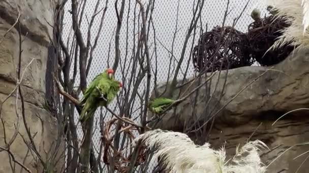 Beautiful Parrots Parrots Sit Branches Have Fun Relaxing Stock Video — Αρχείο Βίντεο