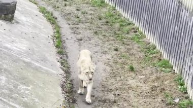 Aslan ve dişi aslan hayatın tadını çıkarıyorlar. Bir aile huzurlu..