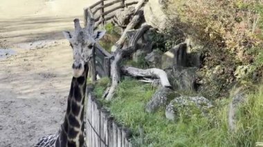 Beautiful giraffe. The world of animals. Relaxing stock video footage.
