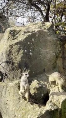 A large family of meerkats is always happy for everyone. Relaxing stock video footage.