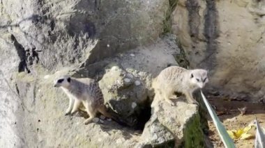 A large family of meerkats is always happy for everyone. Relaxing stock video footage. 4K background video clip. 4k stock footage.