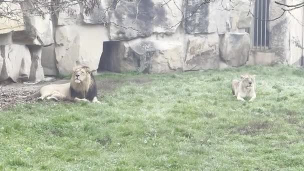 Lion Lioness Enjoy Life Family Idyll Relaxing Stock Video Footage — Vídeos de Stock