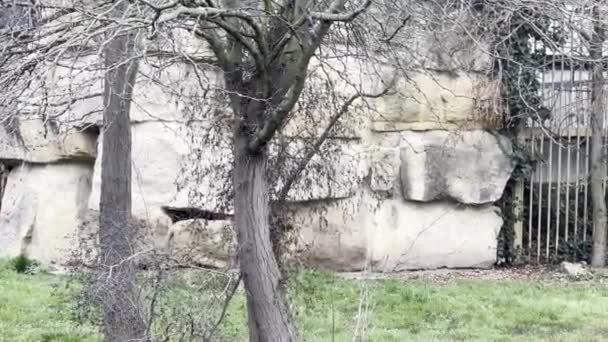 Lion Lioness Enjoy Life Family Idyll Relaxing Stock Video Footage — Video