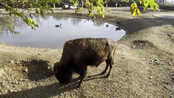 American Bison Powerful Fast — Wideo stockowe