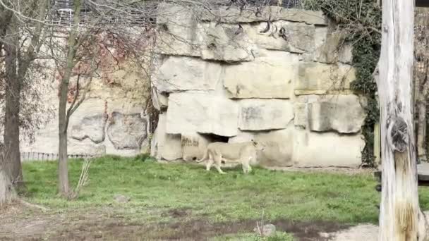 Lion Lioness Enjoy Life Family Idyll — Stock Video