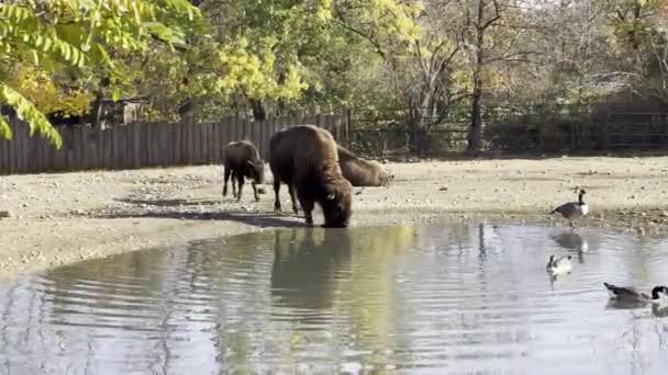 American Bison Powerful Fast Relaxing Stock Video Footage — Stock video