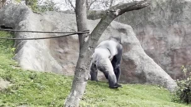 Gorilla Close Gorilla Look Stock Video Footage — Stock video