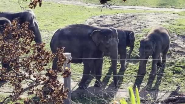Elephants Enjoy Warm Autumn Day Relaxing Stock Video Footage — Stockvideo