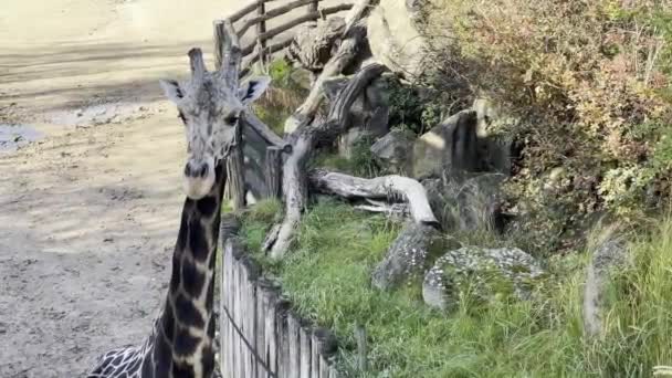 Beautiful Giraffe World Animals Relaxing Stock Video Footage — 비디오