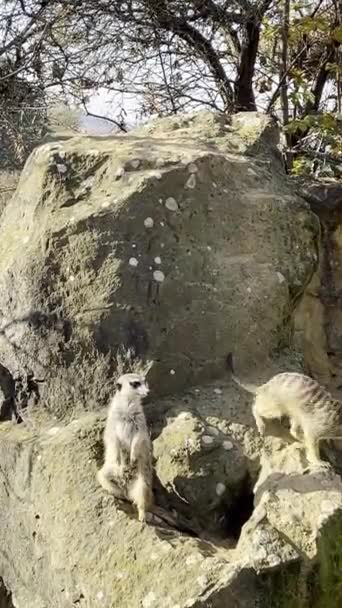 Large Family Meerkats Always Happy Everyone Relaxing Stock Video Footage — Stok video
