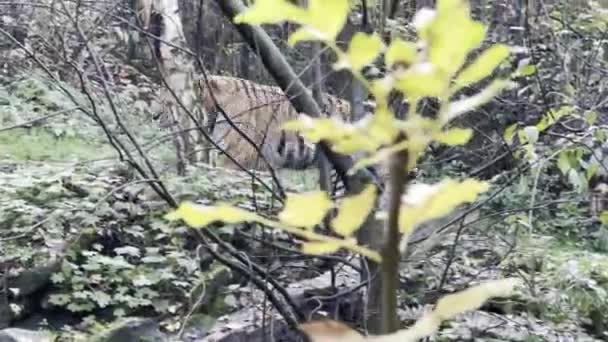 Тигр Лежить Зеленій Траві Око Тигра Світ Тварин — стокове відео