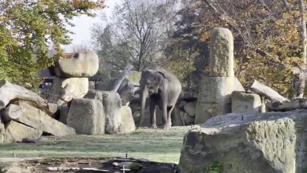 Elephants Enjoy Warm Autumn Day Relaxing Stock Video Footage — 비디오