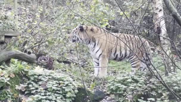 Тигр Лежить Зеленій Траві Око Тигра Світ Тварин Розслабляючі Відеозаписи — стокове відео