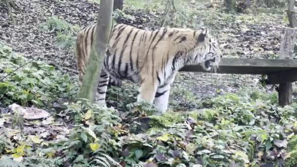 Tiger Resting Green Grass Eye Tiger World Animals — Vídeos de Stock