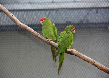 Parrots sit on branches and have fun. 
