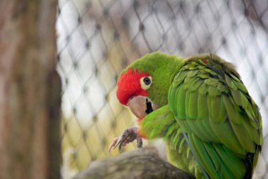 Parrots sit on branches and have fun. 