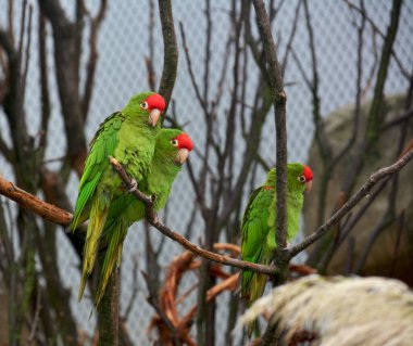 Parrots sit on branches and have fun. 